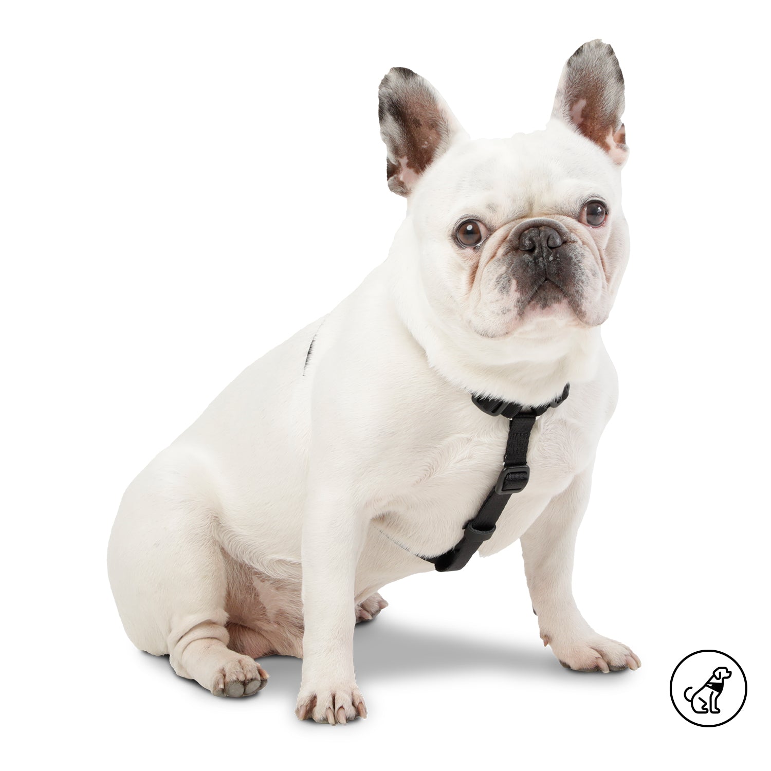 Arnes De Caminata Figgo Color: Negro Talla: S