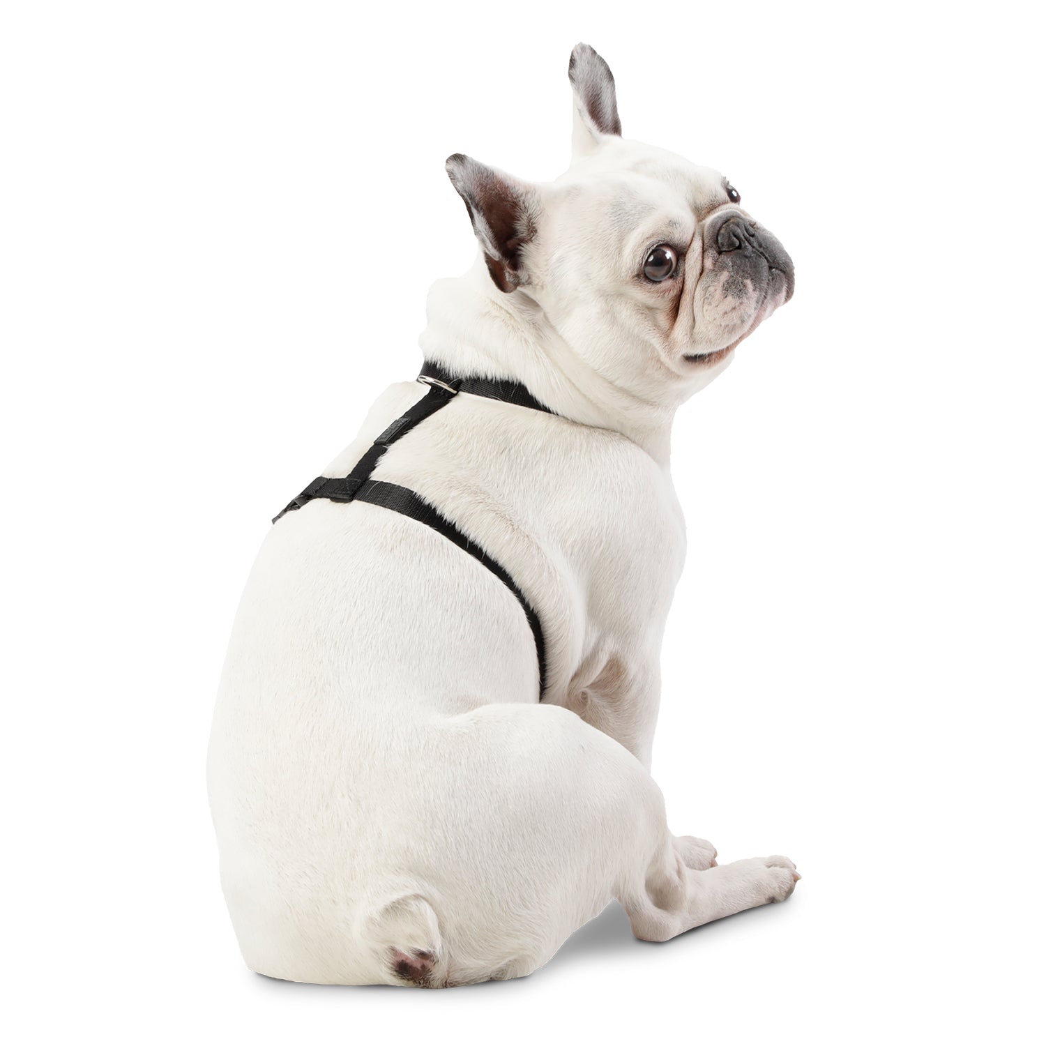 Arnes De Caminata Figgo Color: Negro Talla: S