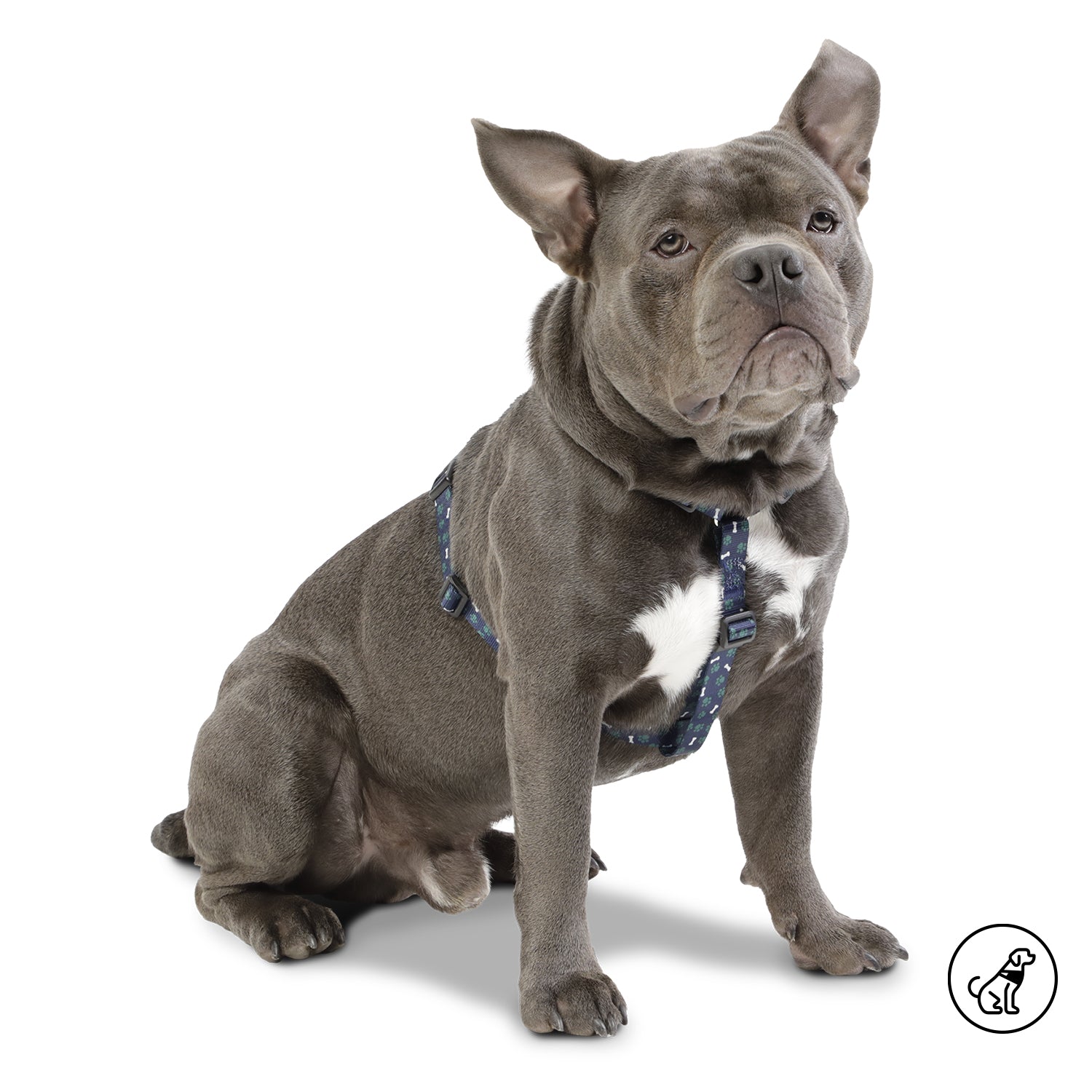 Arnes De Caminata Figgo Color: Azul Talla: M