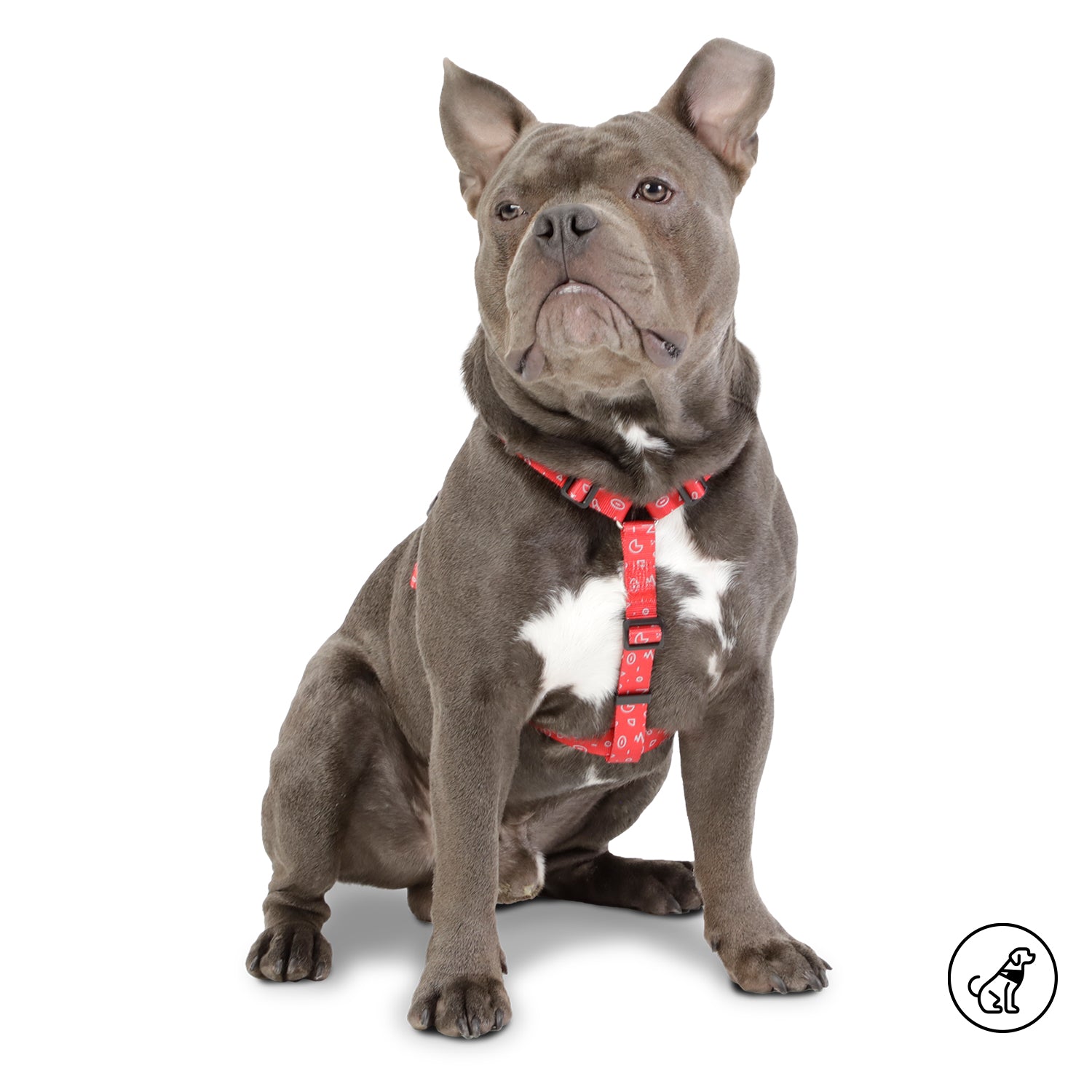 Arnes De Caminata Figgo Color: Rojo Talla: M