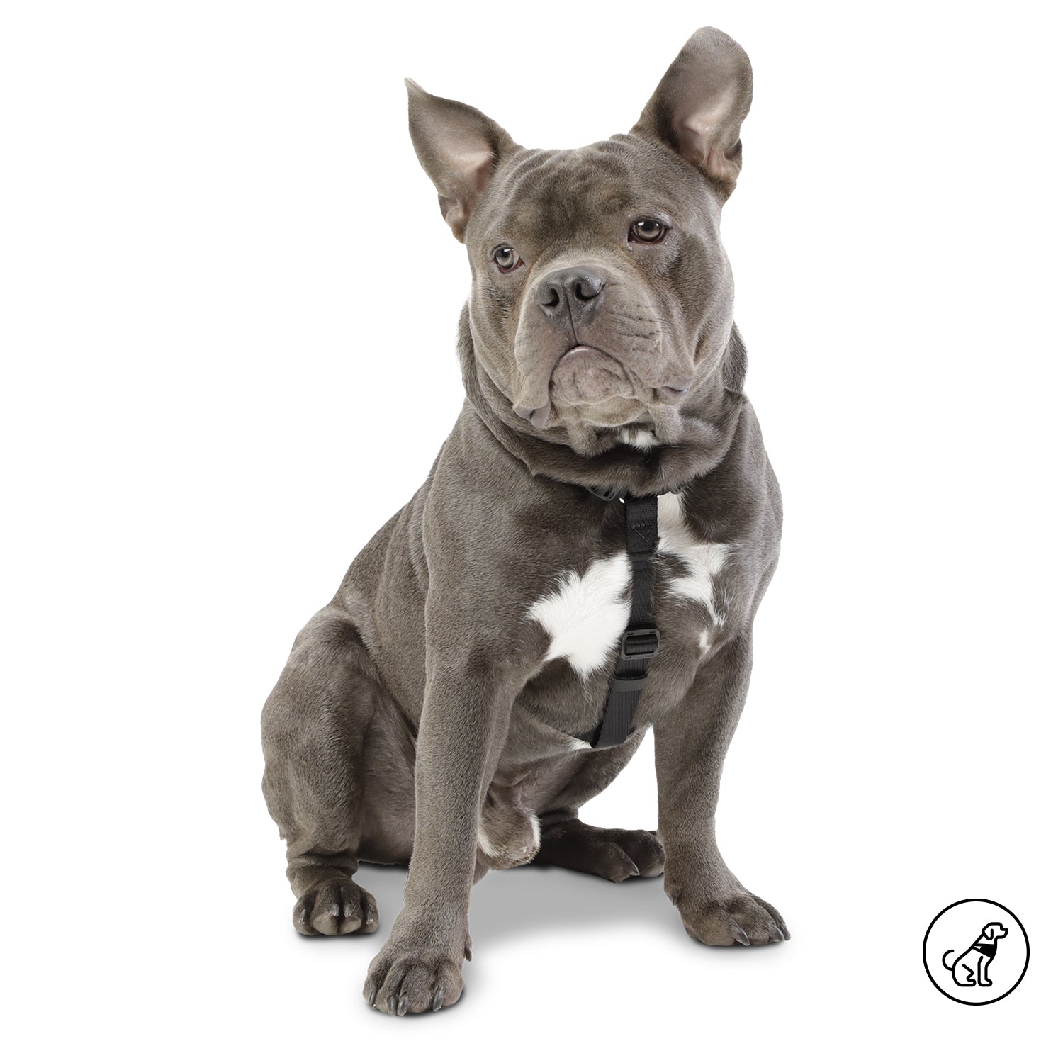 Arnes De Caminata Figgo Color: Negro Talla: M