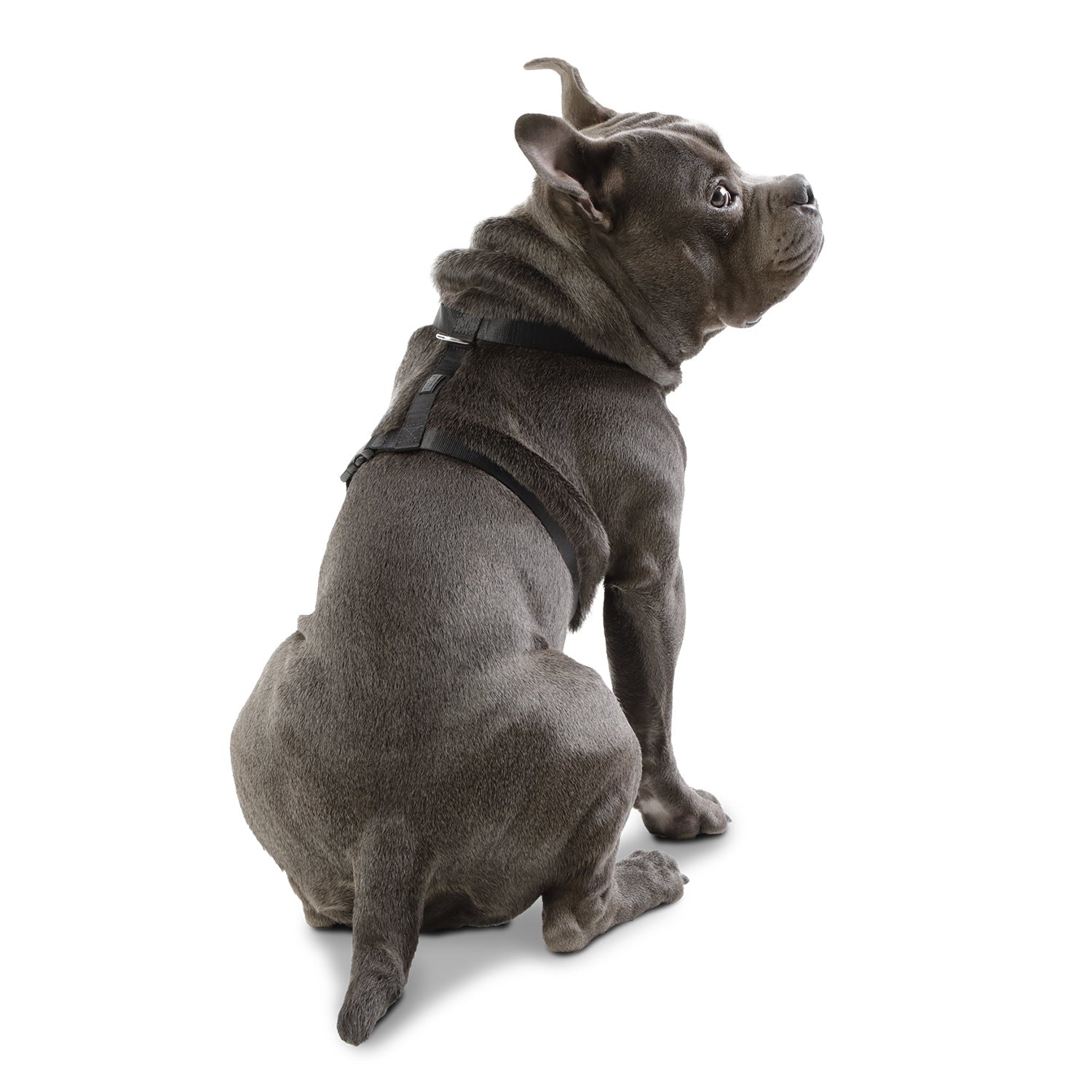 Arnes De Caminata Figgo Color: Negro Talla: M