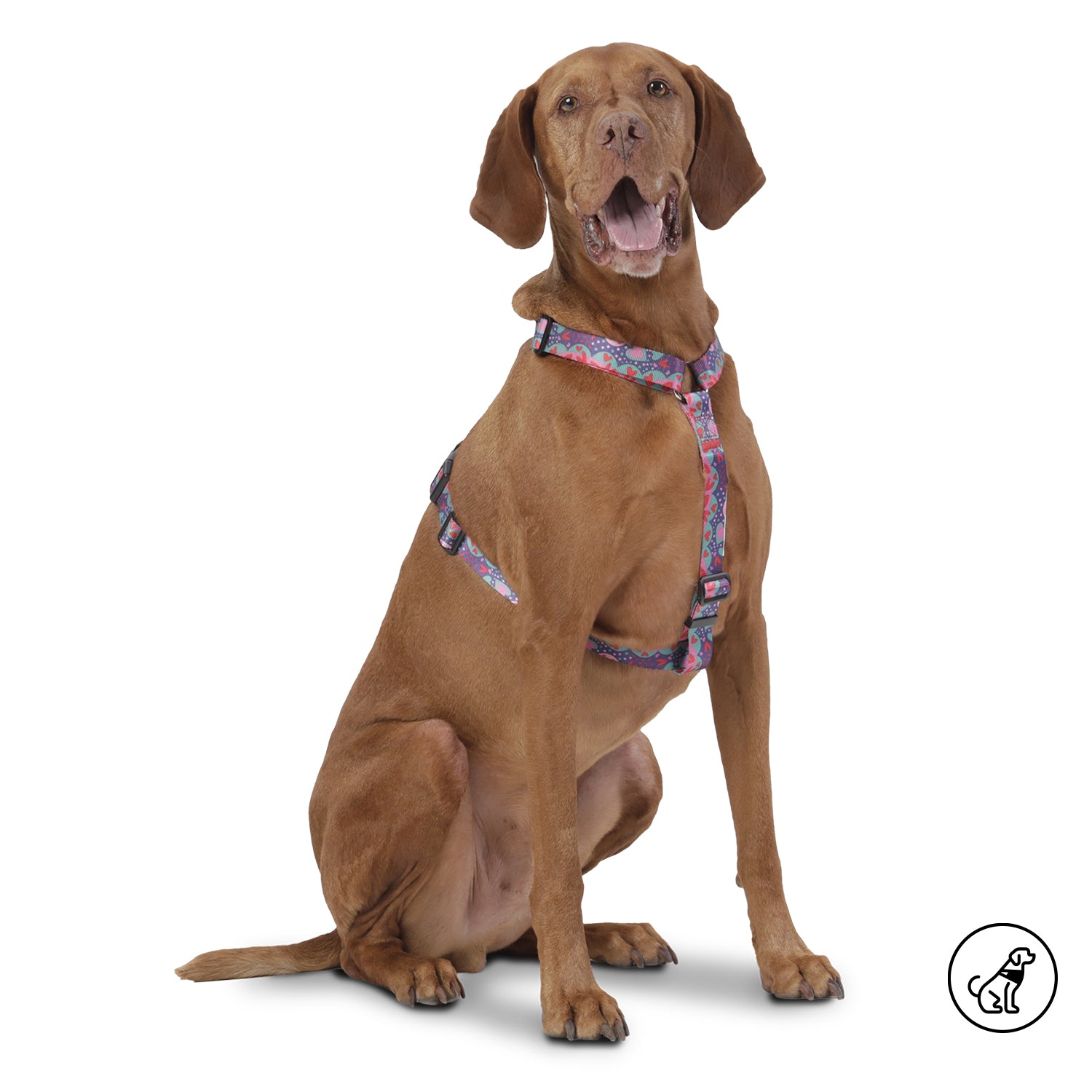 Arnes De Caminata Figgo L