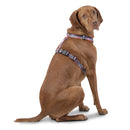 Arnes De Caminata Figgo L