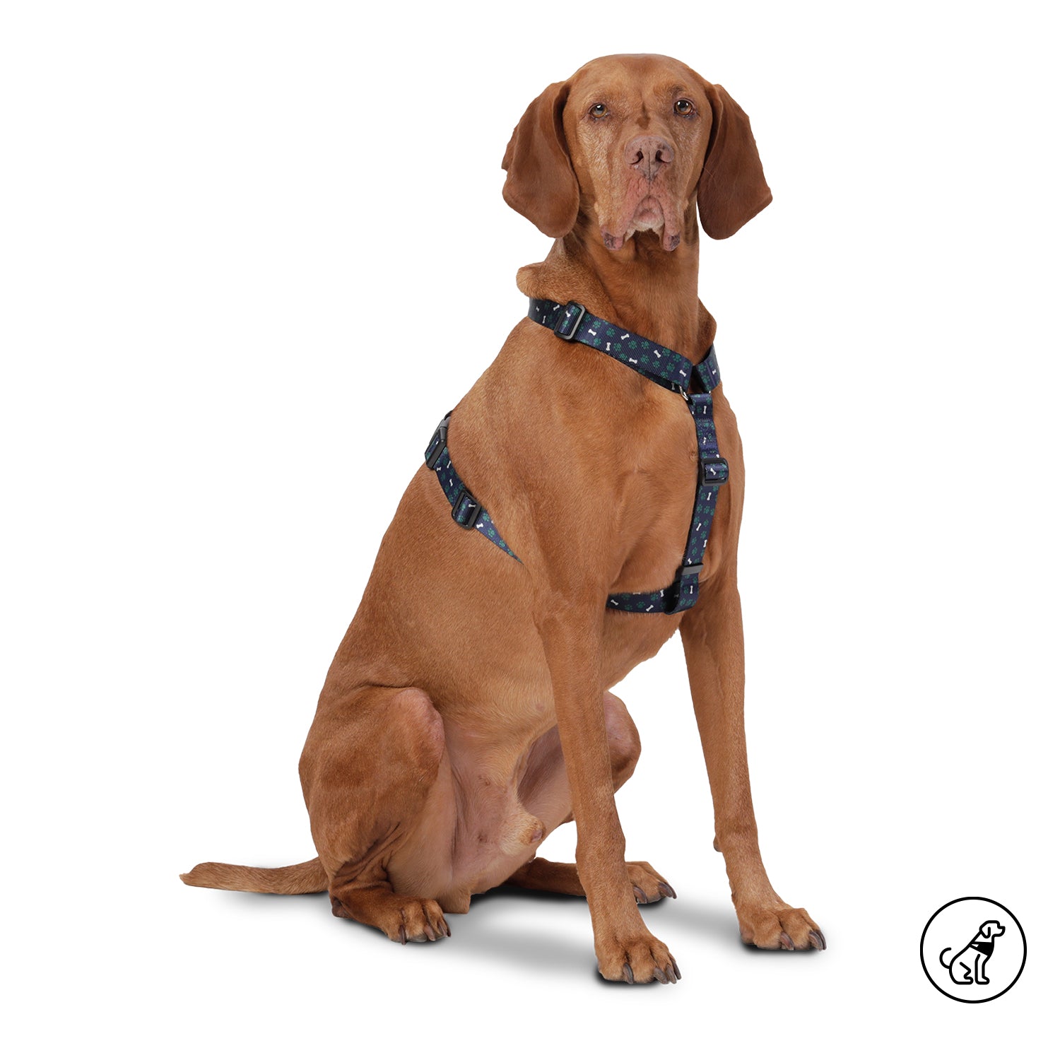 Arnes De Caminata Figgo Color: Azul Talla: XL