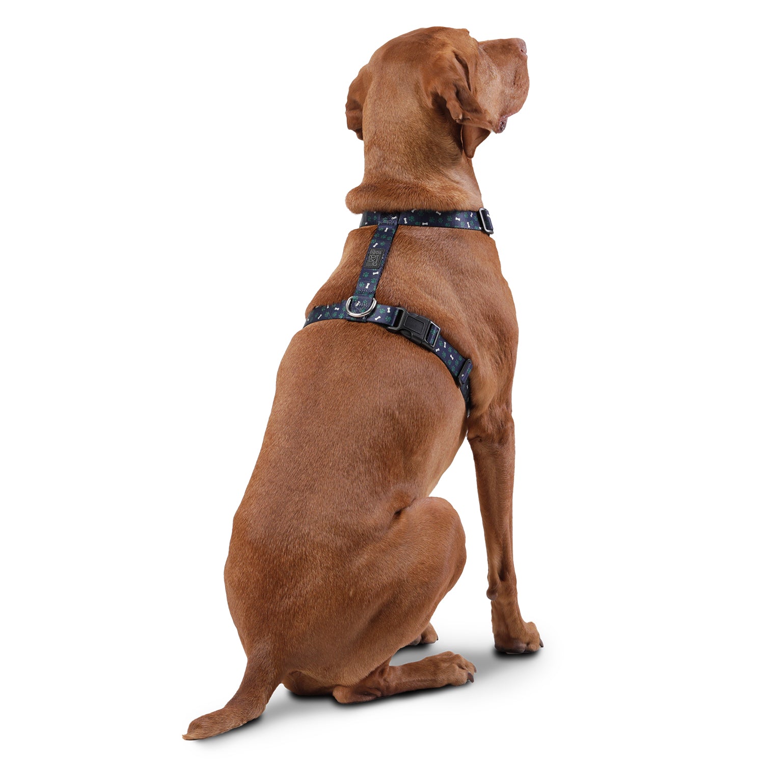 Arnes De Caminata Figgo Color: Azul Talla: XL