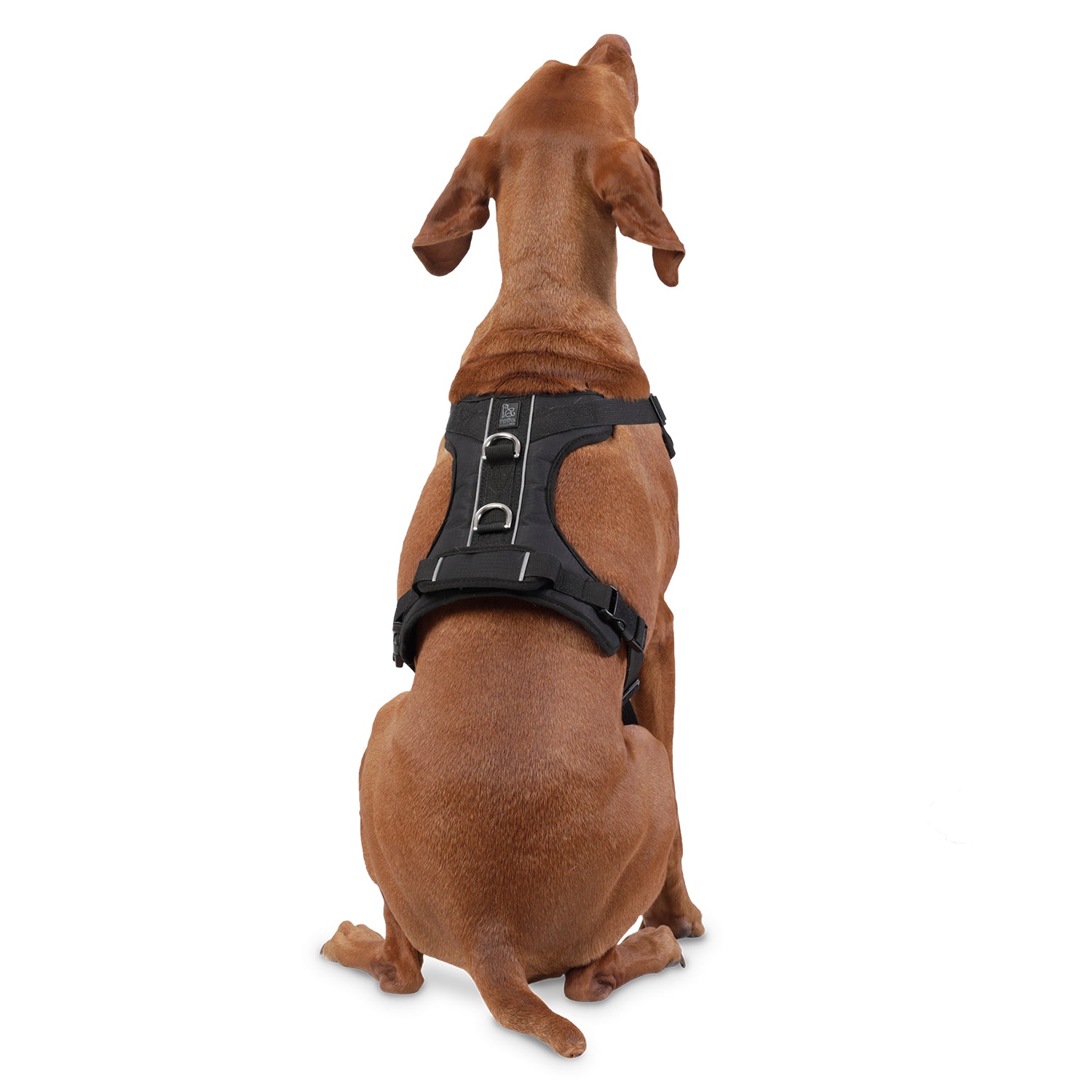 Arnes De Caminata Pechera Heikul Color: Negro Talla: L