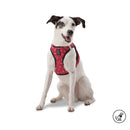 Arnes De Caminata Pechera Toby