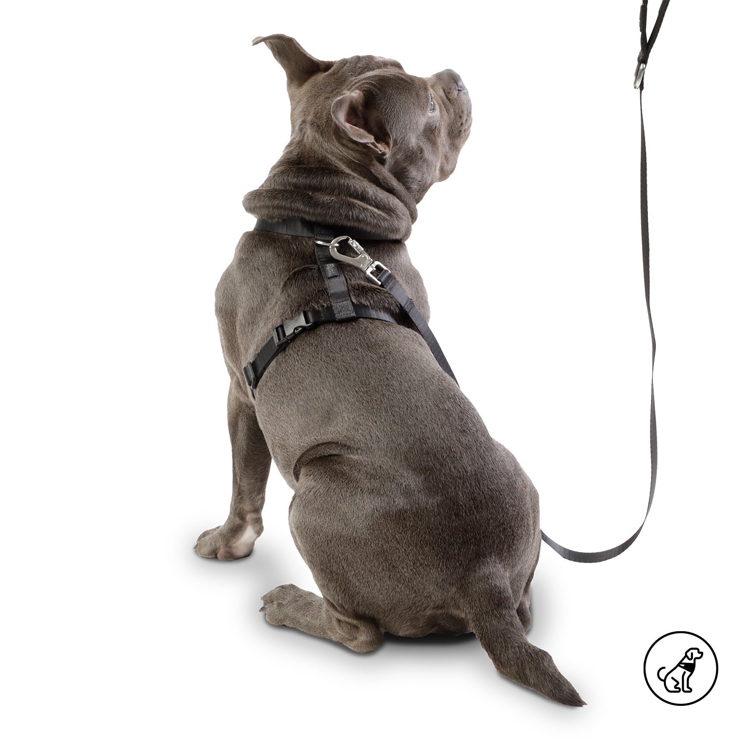 Correa Para Mascota Odye - Correa Manija Sencilla Odye Color: Negro Talla: S